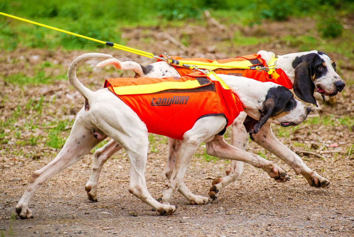 PROTECT DOG ARMOR V3